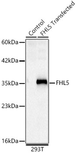 FHL5 Antibody in Western Blot (WB)