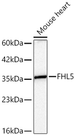 FHL5 Antibody in Western Blot (WB)