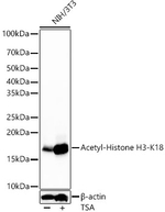 H3K18ac Antibody in Western Blot (WB)