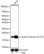 H3K18ac Antibody in Western Blot (WB)
