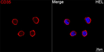 CD35 Antibody in Immunocytochemistry (ICC/IF)
