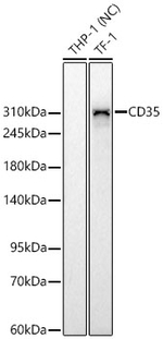 CD35 Antibody in Western Blot (WB)