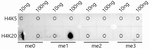 H4K20me1 Antibody in Dot Blot (DB)