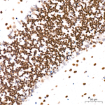 H4K20me1 Antibody in Immunohistochemistry (Paraffin) (IHC (P))