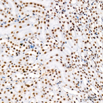 H4K20me1 Antibody in Immunohistochemistry (Paraffin) (IHC (P))