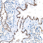 H4K20me1 Antibody in Immunohistochemistry (Paraffin) (IHC (P))