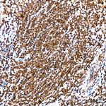 H4K20me1 Antibody in Immunohistochemistry (Paraffin) (IHC (P))