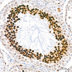 H4K20me1 Antibody in Immunohistochemistry (Paraffin) (IHC (P))