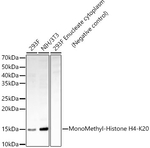 H4K20me1 Antibody in Western Blot (WB)