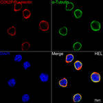 P-Selectin Recombinant Rabbit Monoclonal Antibody (1U1C3)