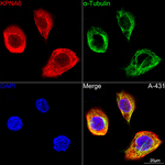 KPNA6 Antibody in Immunocytochemistry (ICC/IF)