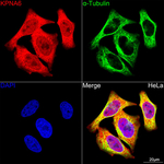 KPNA6 Antibody in Immunocytochemistry (ICC/IF)