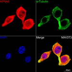 KPNA6 Recombinant Rabbit Monoclonal Antibody (10E3J5)