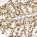 KPNA6 Antibody in Immunohistochemistry (Paraffin) (IHC (P))