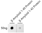 beta Amyloid (1-40) Antibody in Dot Blot (DB)
