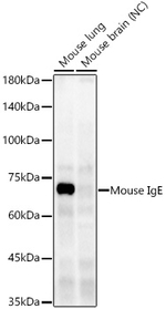 Mouse IgE Recombinant Rabbit Monoclonal Antibody (1Q1P6)