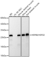 HSPB8 Antibody in Western Blot (WB)