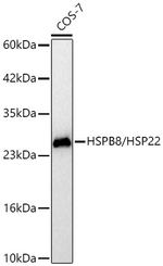 HSPB8 Antibody in Western Blot (WB)