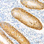 CD138 Antibody in Immunohistochemistry (Paraffin) (IHC (P))