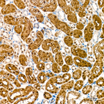 FAH Antibody in Immunohistochemistry (Paraffin) (IHC (P))