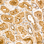 FAH Antibody in Immunohistochemistry (Paraffin) (IHC (P))