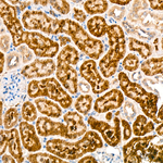 FAH Antibody in Immunohistochemistry (Paraffin) (IHC (P))