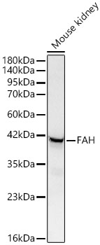 FAH Antibody in Western Blot (WB)