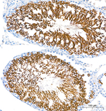 GPX4 Antibody in Immunohistochemistry (Paraffin) (IHC (P))