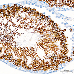 GPX4 Antibody in Immunohistochemistry (Paraffin) (IHC (P))
