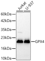 GPX4 Antibody in Western Blot (WB)