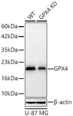 GPX4 Antibody in Western Blot (WB)