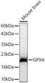 GPX4 Antibody in Western Blot (WB)