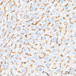Laminin gamma-1 Antibody in Immunohistochemistry (Paraffin) (IHC (P))