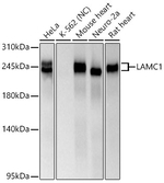 Laminin gamma-1 Antibody in Western Blot (WB)