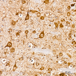 GOLGA4 Antibody in Immunohistochemistry (Paraffin) (IHC (P))