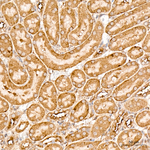 GOLGA4 Antibody in Immunohistochemistry (Paraffin) (IHC (P))