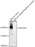 GOLGA4 Antibody in Western Blot (WB)