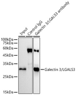 Galectin 3 Antibody in Immunoprecipitation (IP)