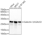 Galectin 3 Antibody in Western Blot (WB)