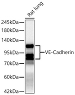 VE-cadherin Antibody in Western Blot (WB)