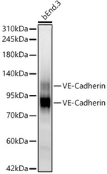 VE-cadherin Antibody in Western Blot (WB)
