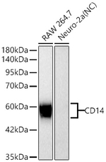 CD14 Recombinant Rabbit Monoclonal Antibody (9H0B4)