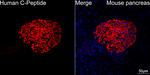 C-Peptide Antibody in Immunohistochemistry (Paraffin) (IHC (P))