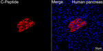 C-Peptide Antibody in Immunohistochemistry (Paraffin) (IHC (P))