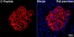C-Peptide Antibody in Immunohistochemistry (Paraffin) (IHC (P))