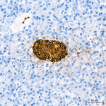 C-Peptide Antibody in Immunohistochemistry (Paraffin) (IHC (P))