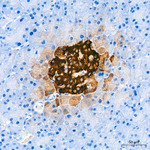 C-Peptide Antibody in Immunohistochemistry (Paraffin) (IHC (P))