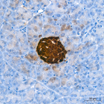 C-Peptide Antibody in Immunohistochemistry (Paraffin) (IHC (P))