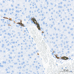 Cytokeratin 19 Antibody in Immunohistochemistry (Paraffin) (IHC (P))