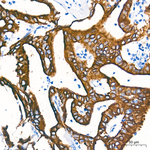 Cytokeratin 19 Antibody in Immunohistochemistry (Paraffin) (IHC (P))